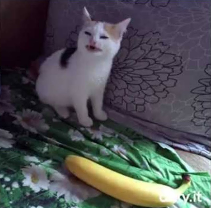 no banan cat